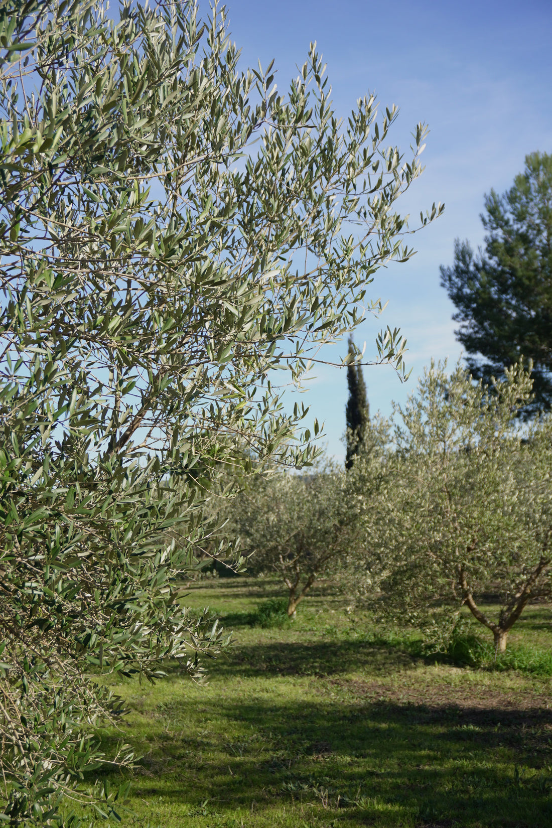 Nos Arbres