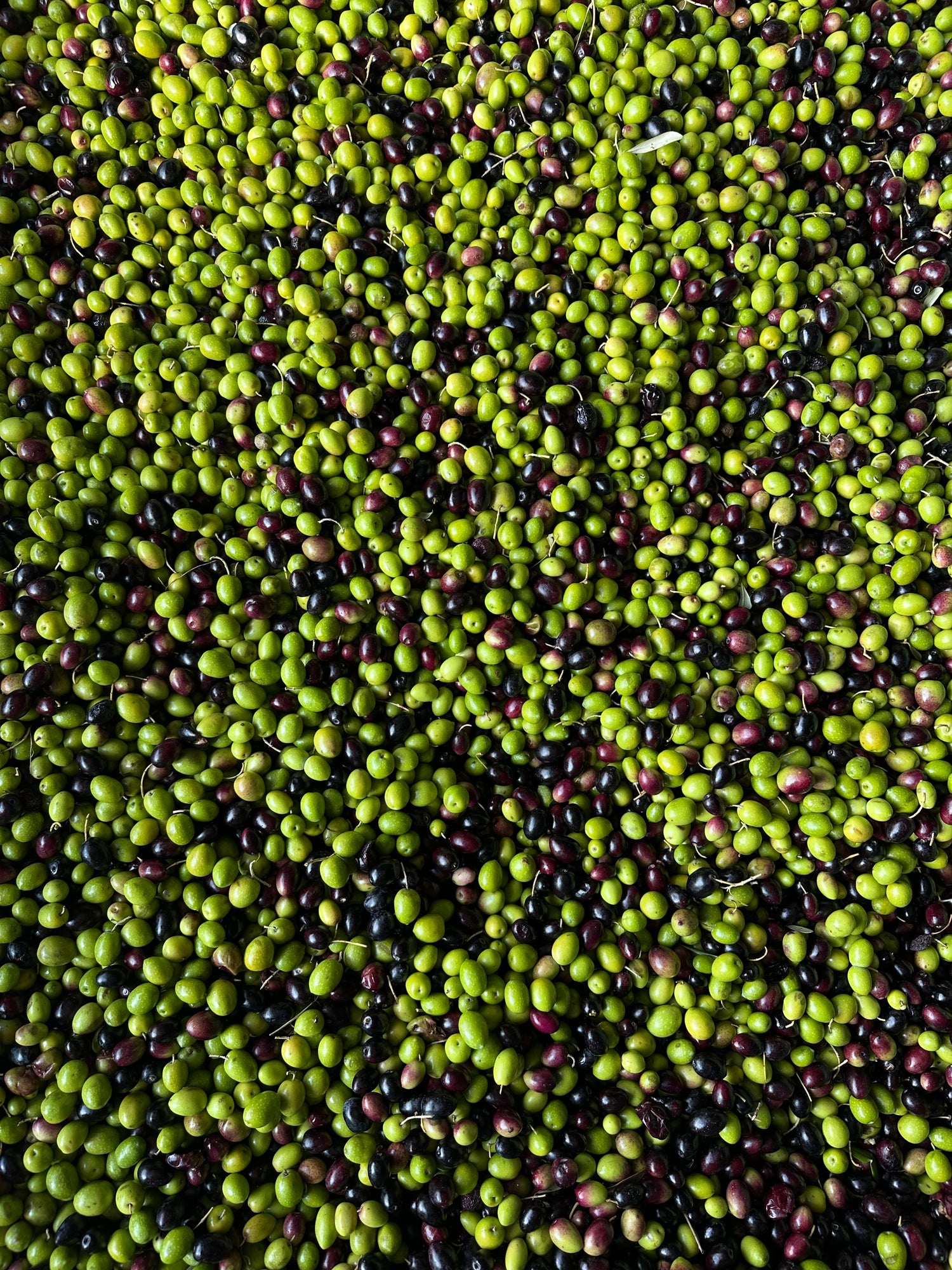 Nos Huiles d'Olives